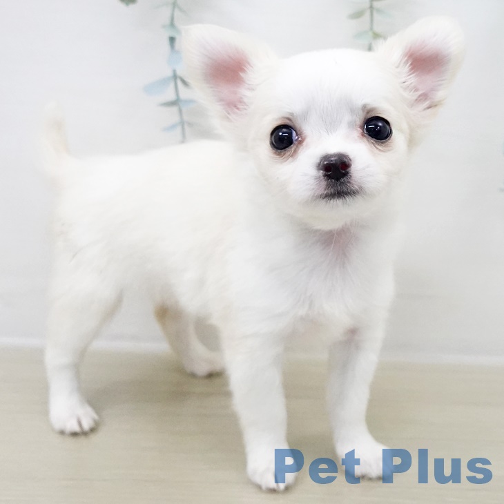 埼玉県のチワワ(ロング) (ペットプラス ピオニウォーク東松山店/2025年9月17日生まれ/女の子/クリームホワイト)の子犬の1枚目の画像