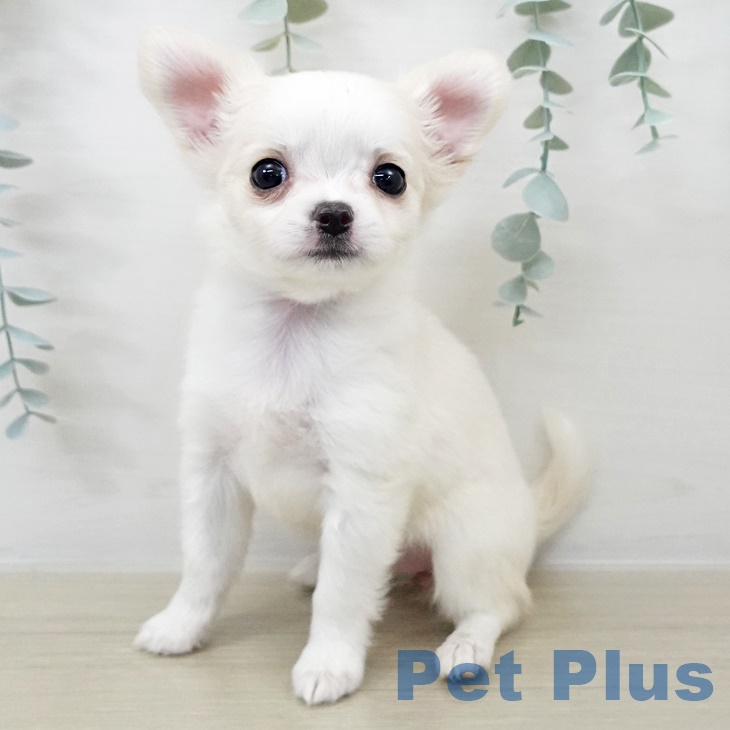 埼玉県のチワワ(ロング) (ペットプラス ピオニウォーク東松山店/2025年9月17日生まれ/女の子/クリームホワイト)の子犬の2枚目の画像