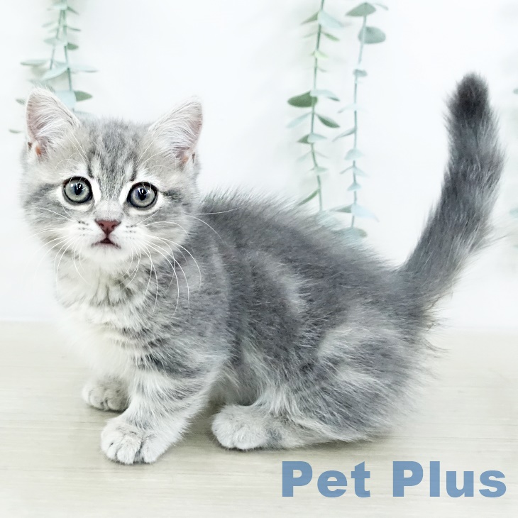 東京都のマンチカン (ペットプラス むさし村山店/2025年9月13日生まれ/女の子/ブルークラシックタビー)の子猫の1枚目の画像