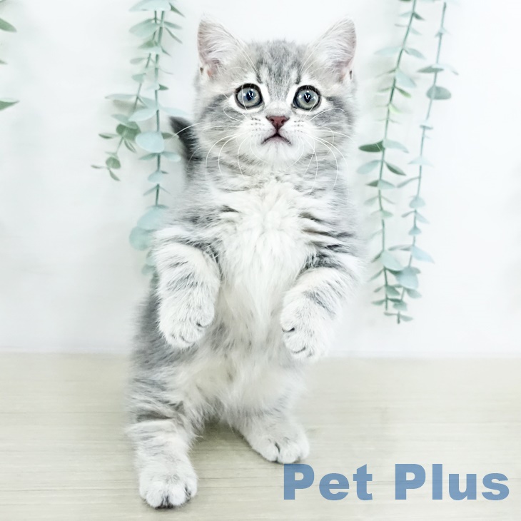 東京都のマンチカン (ペットプラス むさし村山店/2025年9月13日生まれ/女の子/ブルークラシックタビー)の子猫の2枚目の画像