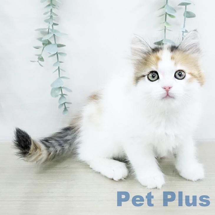 千葉県のサイベリアン (ペットプラス 幕張新都心店/2025年9月13日生まれ/女の子/マスター登録申請中)の子猫の1枚目の画像