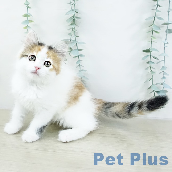 千葉県のサイベリアン (ペットプラス 幕張新都心店/2025年9月13日生まれ/女の子/マスター登録申請中)の子猫の2枚目の画像