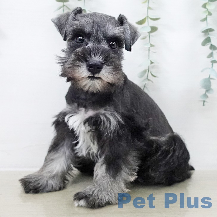 千葉県のミニチュアシュナウザー (ペットプラス 柏店/2025年9月15日生まれ/男の子/ソルトペッパー)の子犬の1枚目の画像