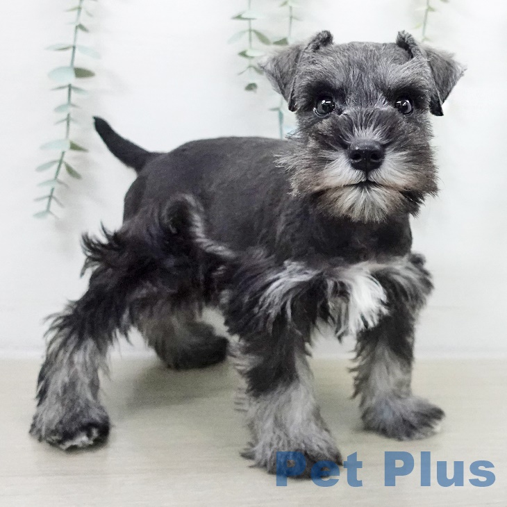 千葉県のミニチュアシュナウザー (ペットプラス 柏店/2025年9月15日生まれ/男の子/ソルトペッパー)の子犬の2枚目の画像