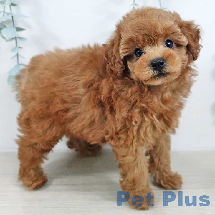 長野県のトイプードル(トイ) (ペットプラス 須坂店/2025年9月13日生まれ/女の子/レッド)の子犬の1枚目の画像