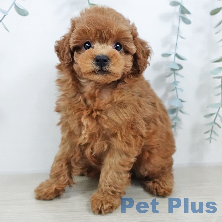 長野県のトイプードル(トイ) (ペットプラス 須坂店/2025年9月13日生まれ/女の子/レッド)の子犬の2枚目の画像