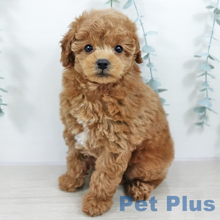 埼玉県のトイプードル(トイ) (ペットプラス 上尾店/2025年9月13日生まれ/女の子/レッド)の子犬の1枚目の画像