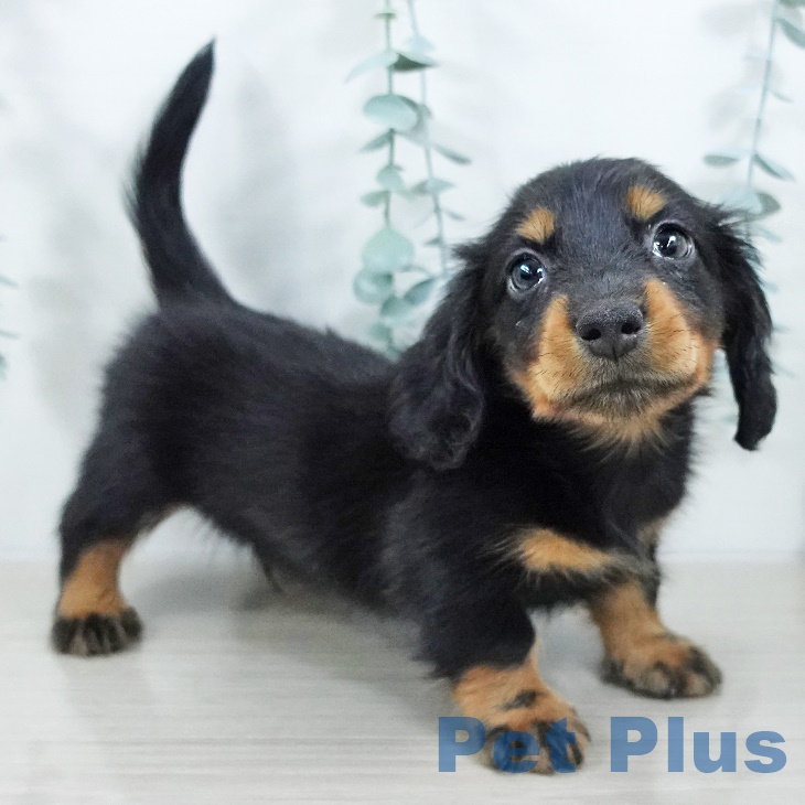 福島県のミニチュアダックスフンド(ロング) (ペットプラス イオンタウン郡山店/2025年9月17日生まれ/男の子/ブラックタン)の子犬の1枚目の画像