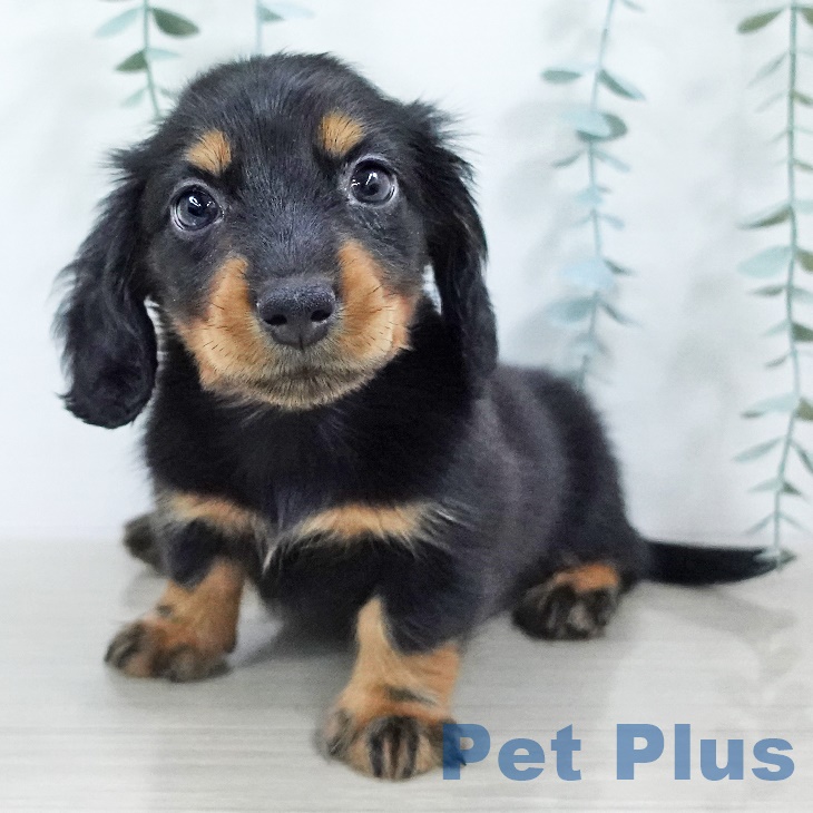 福島県のミニチュアダックスフンド(ロング) (ペットプラス イオンタウン郡山店/2025年9月17日生まれ/男の子/ブラックタン)の子犬の2枚目の画像