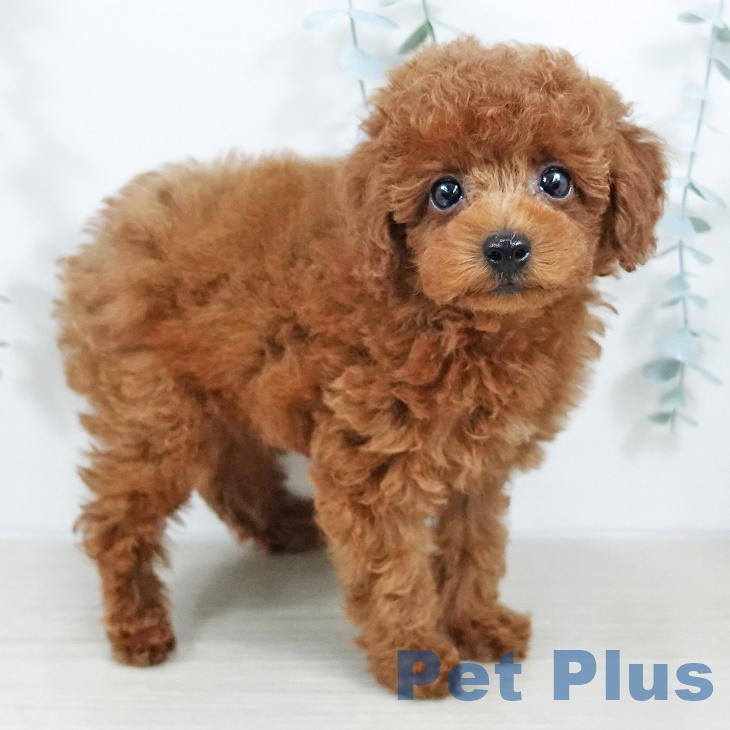 東京都のトイプードル(トイ) (ペットプラス むさし村山店/2025年9月15日生まれ/男の子/レッド)の子犬の1枚目の画像