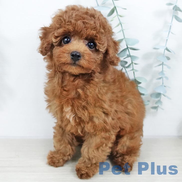 トイ・プードルの写真2