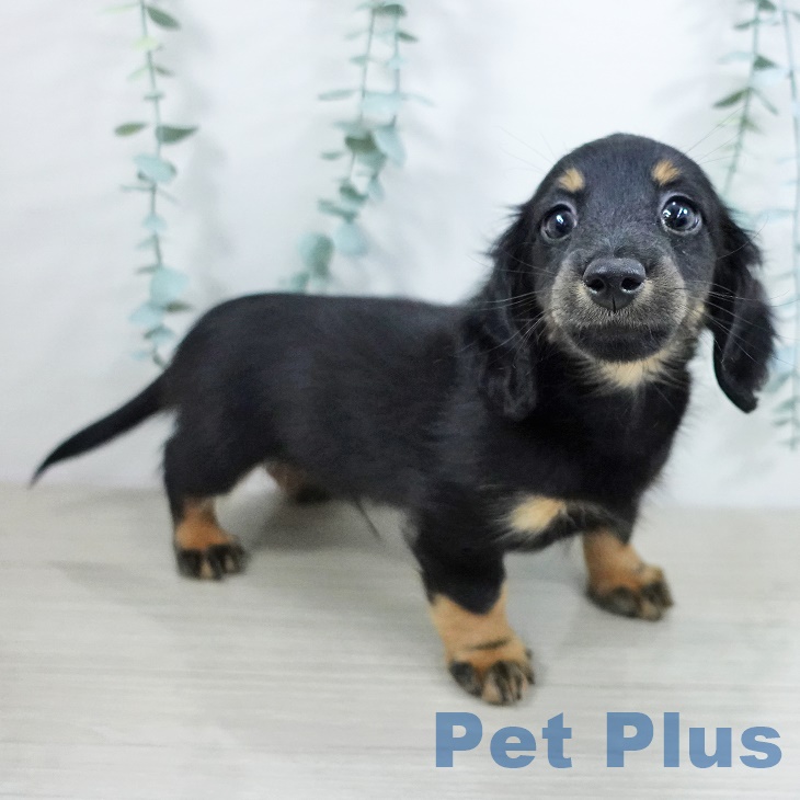 ミニチュア・ダックスフンド