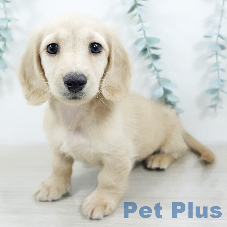 埼玉県のミニチュアダックスフンド(ロング) (ペットプラス 川口店/2025年9月18日生まれ/男の子/イエロー)の子犬の1枚目の画像