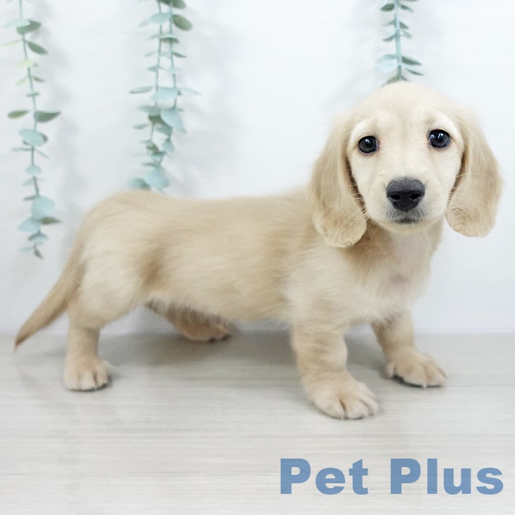 埼玉県のミニチュアダックスフンド(ロング) (ペットプラス 川口店/2025年9月18日生まれ/男の子/イエロー)の子犬の2枚目の画像