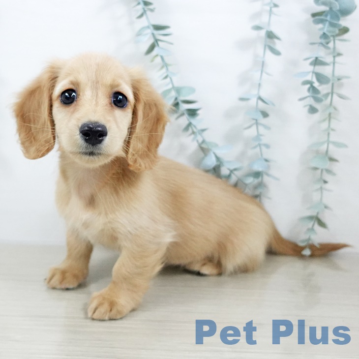 埼玉県のミニチュアダックスフンド(ロング) (ペットプラス 上尾店/2025年9月18日生まれ/女の子/ゴールド)の子犬の1枚目の画像