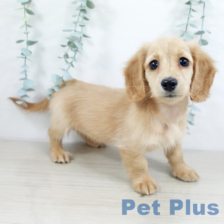 埼玉県のミニチュアダックスフンド(ロング) (ペットプラス 上尾店/2025年9月18日生まれ/女の子/ゴールド)の子犬の2枚目の画像