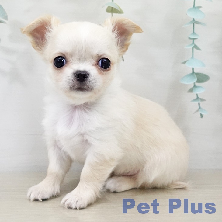 埼玉県のチワワ(ロング) (ペットプラス イオンモール春日部店/2025年9月16日生まれ/男の子/クリームホワイト)の子犬の2枚目の画像