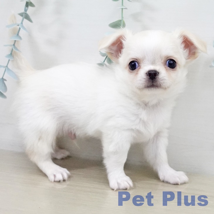 山梨県のチワワ(ロング) (ペットプラス 甲府昭和店/2025年9月16日生まれ/男の子/クリームホワイト)の子犬の1枚目の画像