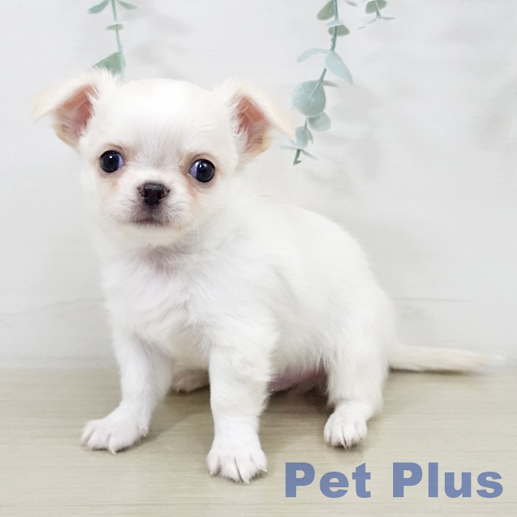 山梨県のチワワ(ロング) (ペットプラス 甲府昭和店/2025年9月16日生まれ/男の子/クリームホワイト)の子犬の2枚目の画像