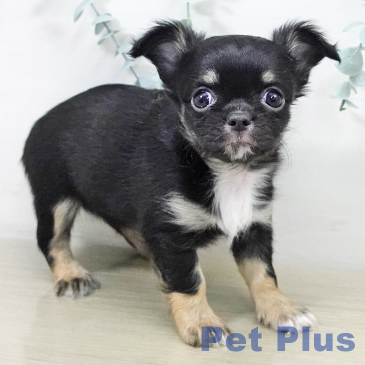 山梨県のチワワ(ロング) (ペットプラス 甲府昭和店/2025年9月16日生まれ/女の子/ブラックタンホワイト)の子犬の1枚目の画像