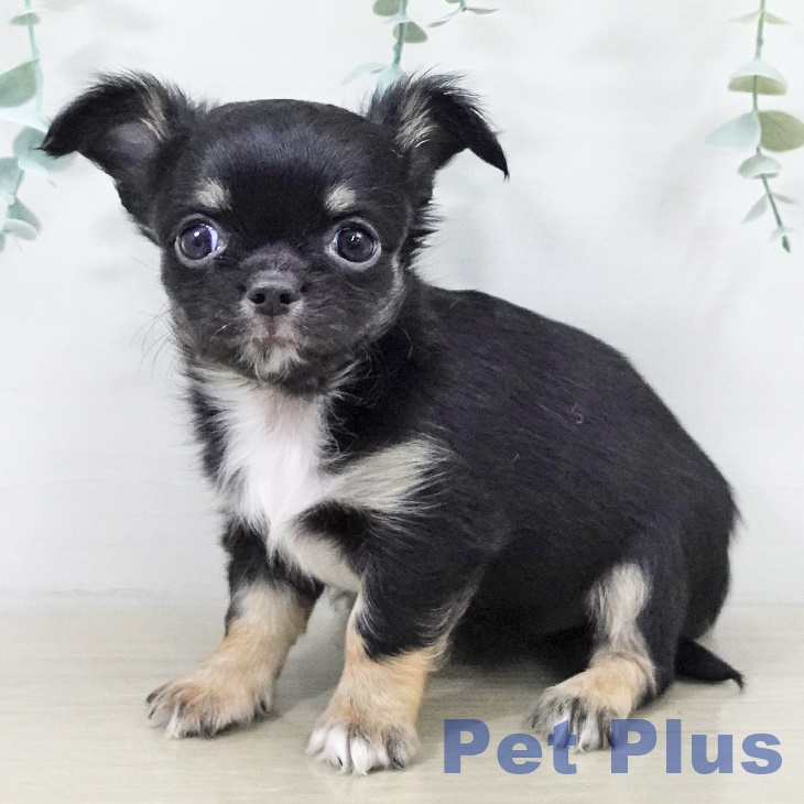 山梨県のチワワ(ロング) (ペットプラス 甲府昭和店/2025年9月16日生まれ/女の子/ブラックタンホワイト)の子犬の2枚目の画像