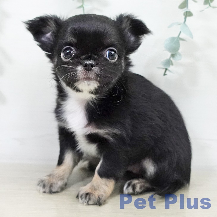 東京都のチワワ(ロング) (ペットプラス むさし村山店/2025年9月16日生まれ/女の子/ブラックタンホワイト)の子犬の1枚目の画像