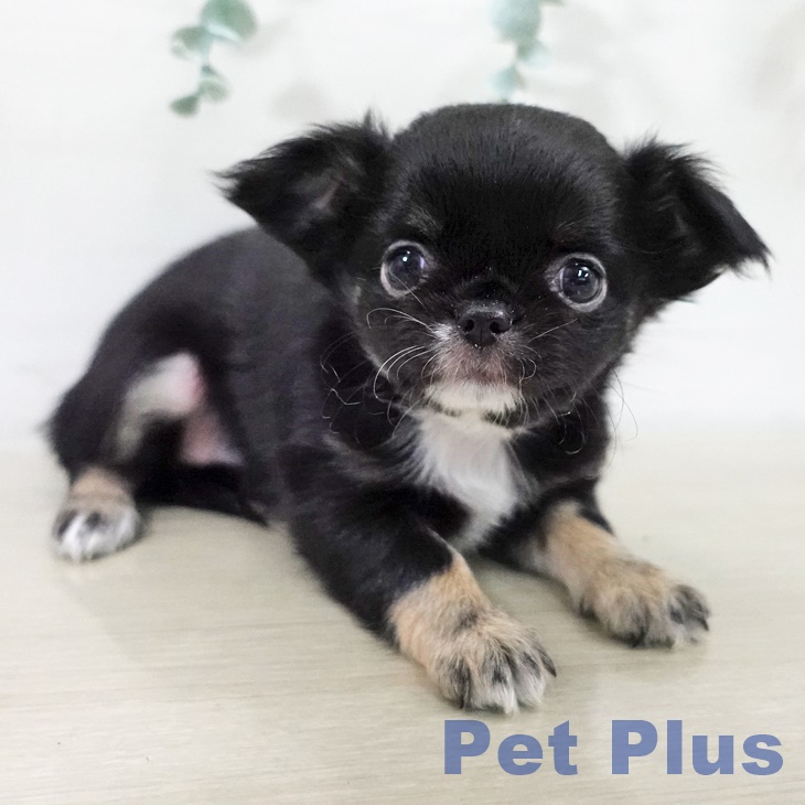 東京都のチワワ(ロング) (ペットプラス むさし村山店/2025年9月16日生まれ/女の子/ブラックタンホワイト)の子犬の2枚目の画像