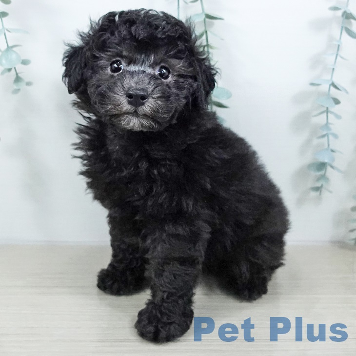 埼玉県のトイプードル(トイ) (ペットプラス ららぽーと富士見店/2025年9月17日生まれ/男の子/シルバー)の子犬の1枚目の画像