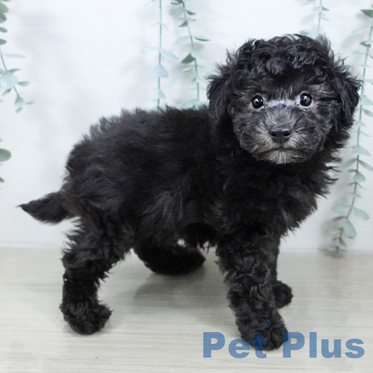 埼玉県のトイプードル(トイ) (ペットプラス ららぽーと富士見店/2025年9月17日生まれ/男の子/シルバー)の子犬の2枚目の画像