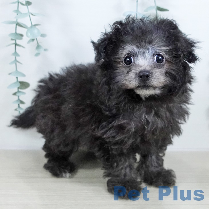 東京都のトイプードル(トイ) (ペットプラス 日の出店/2025年9月17日生まれ/女の子/シルバー)の子犬
