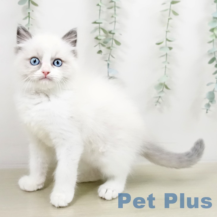茨城県のラグドール (ペットプラス つくば店/2025年9月13日生まれ/男の子/ブルーポイントバイカラー)の子猫の1枚目の画像