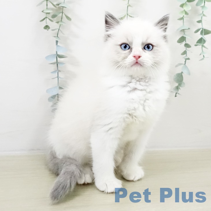 茨城県のラグドール (ペットプラス つくば店/2025年9月13日生まれ/男の子/ブルーポイントバイカラー)の子猫の2枚目の画像