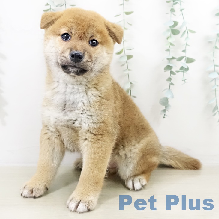 埼玉県の柴犬(標準サイズ) (ペットプラス 羽生店/2025年9月18日生まれ/男の子/赤)の子犬の1枚目の画像