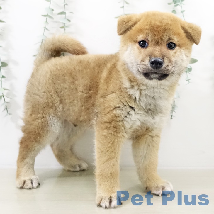 埼玉県の柴犬(標準サイズ) (ペットプラス 羽生店/2025年9月18日生まれ/男の子/赤)の子犬の2枚目の画像