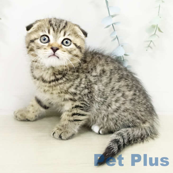 スコティッシュフォールド