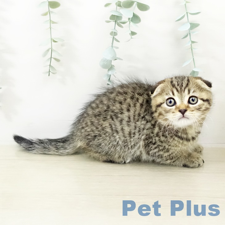 スコティッシュフォールド