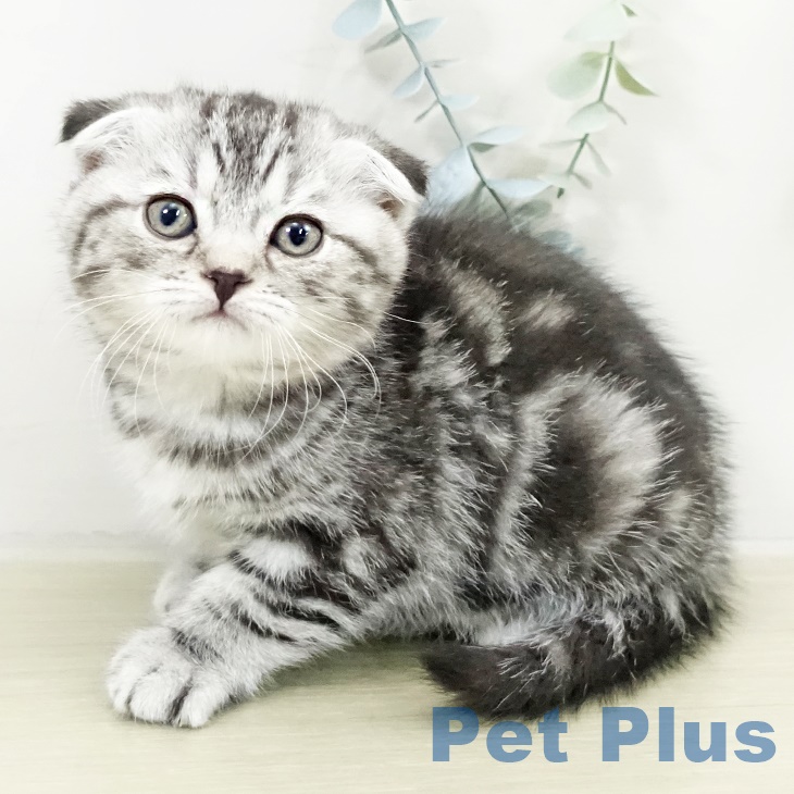 千葉県のスコティッシュフォールド (ペットプラス 幕張新都心店/2025年9月13日生まれ/女の子/シルバータビー)の子猫の1枚目の画像