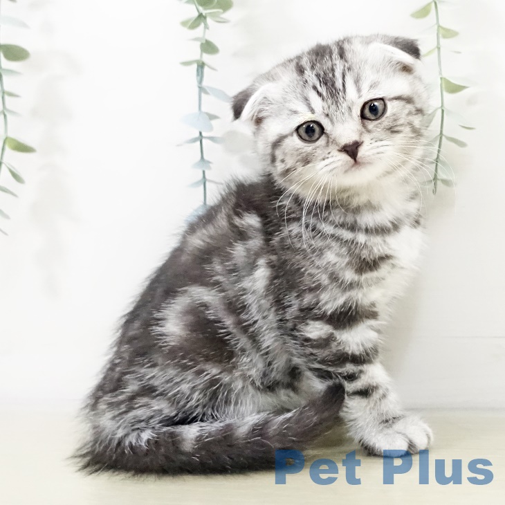 千葉県のスコティッシュフォールド (ペットプラス 幕張新都心店/2025年9月13日生まれ/女の子/シルバータビー)の子猫の2枚目の画像