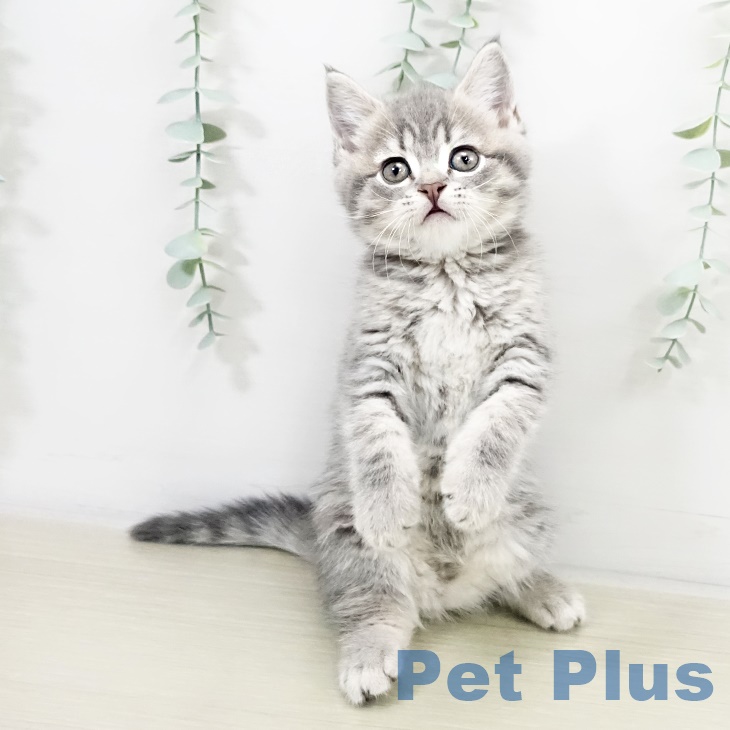 東京都のブリティッシュショートヘアー (ペットプラス 板橋店/2025年9月17日生まれ/男の子/ブルータビー)の子猫