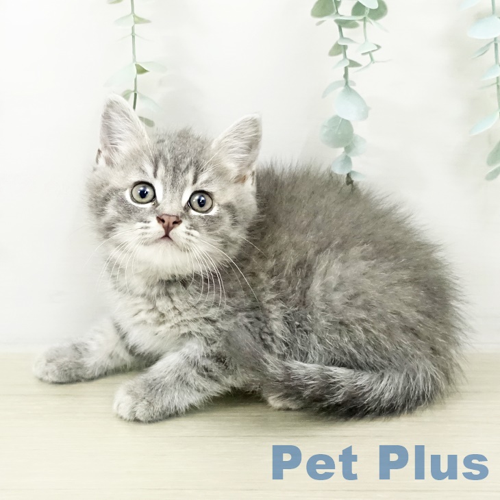 群馬県のブリティッシュショートヘアー (ペットプラス イオンモール太田店/2025年9月17日生まれ/男の子/ブルータビー)の子猫の1枚目の画像