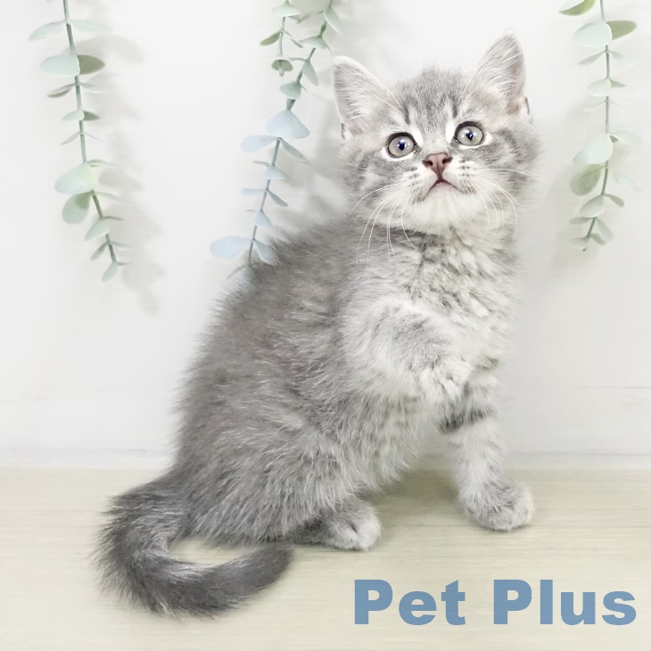 群馬県のブリティッシュショートヘアー (ペットプラス イオンモール太田店/2025年9月17日生まれ/男の子/ブルータビー)の子猫の2枚目の画像