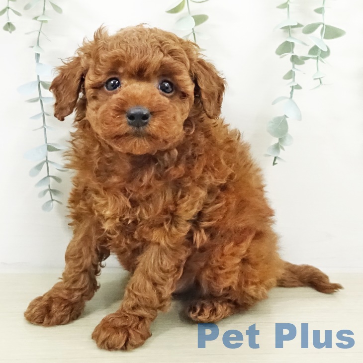 茨城県のトイプードル(トイ) (ペッツワン 阿見店/2025年9月17日生まれ/男の子/レッド)の子犬の1枚目の画像