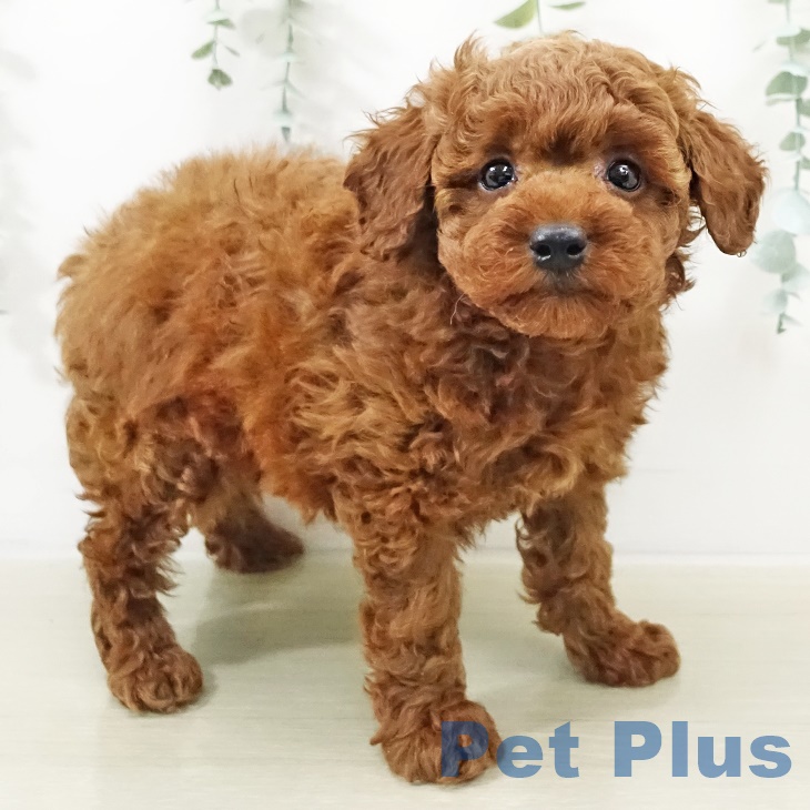 茨城県のトイプードル(トイ) (ペッツワン 阿見店/2025年9月17日生まれ/男の子/レッド)の子犬の2枚目の画像