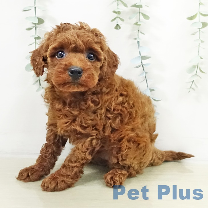 埼玉県のトイプードル(トイ) (ペットプラス イオンモール春日部店/2025年9月17日生まれ/女の子/レッド)の子犬の1枚目の画像