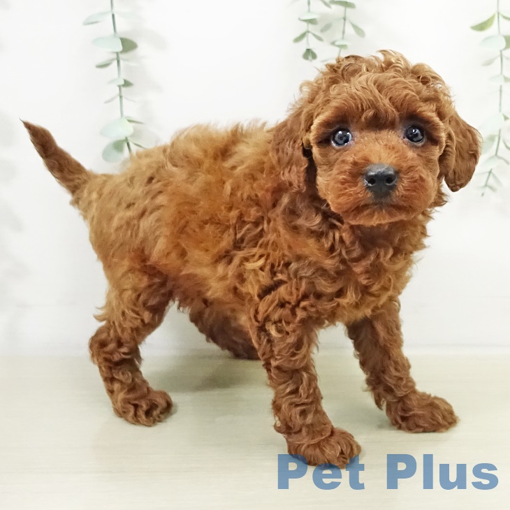 埼玉県のトイプードル(トイ) (ペットプラス イオンモール春日部店/2025年9月17日生まれ/女の子/レッド)の子犬の2枚目の画像