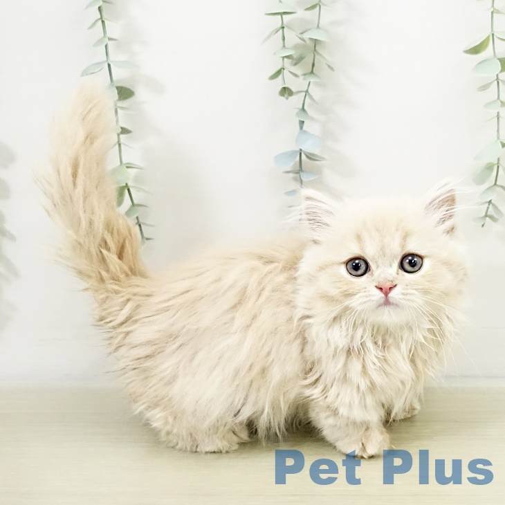 千葉県のミヌエット (ペットプラス 船橋店/2025年9月16日生まれ/男の子/クリームタビー)の子猫の1枚目の画像