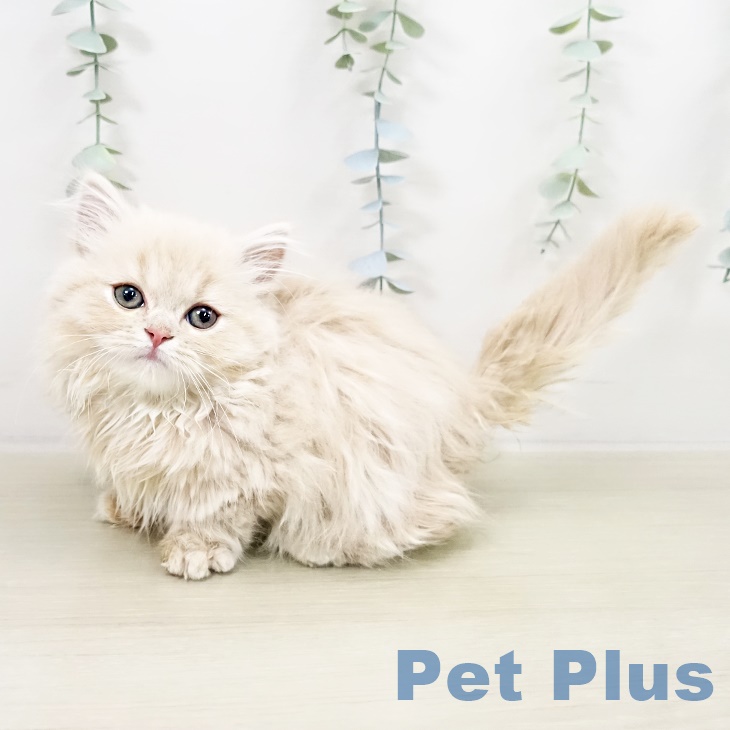 千葉県のミヌエット (ペットプラス 船橋店/2025年9月16日生まれ/男の子/クリームタビー)の子猫の2枚目の画像