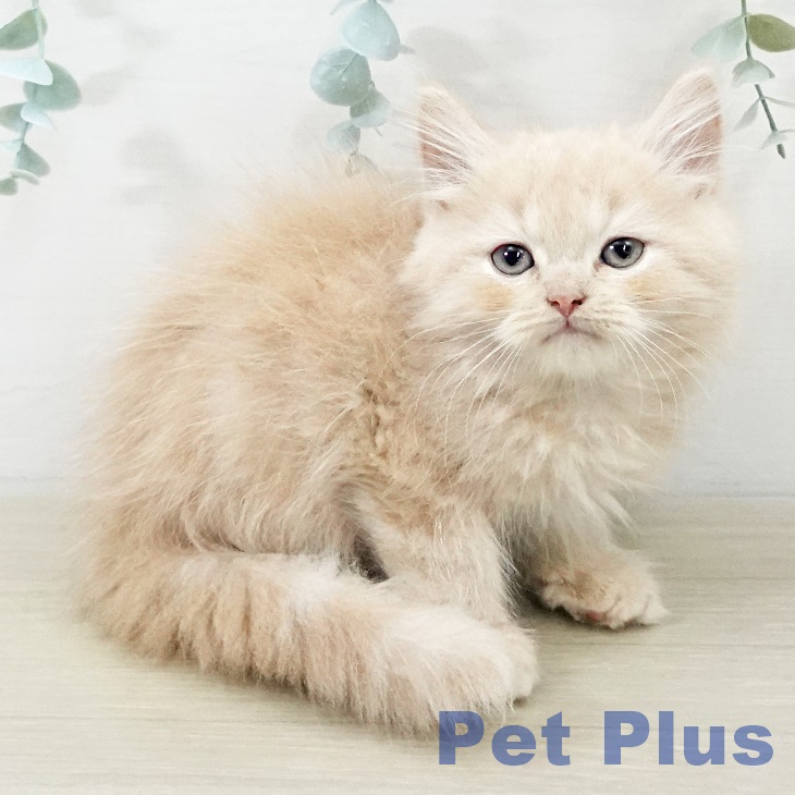 神奈川県のスコティッシュフォールド (ペットプラス 天王町店/2025年9月15日生まれ/男の子/クリームタビー)の子猫の1枚目の画像