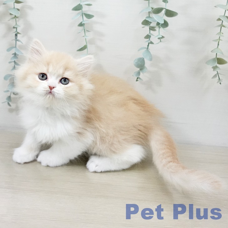 スコティッシュフォールド