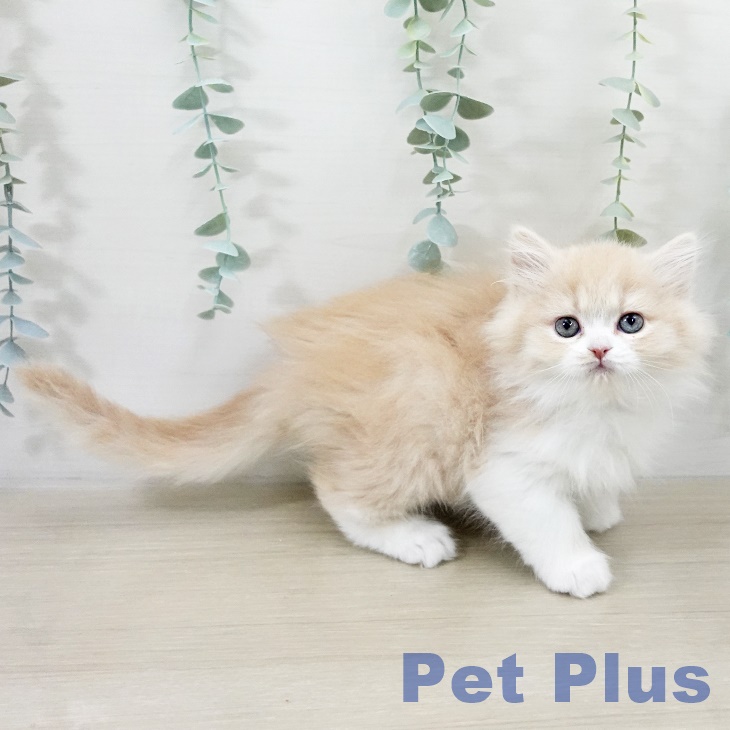 スコティッシュフォールド